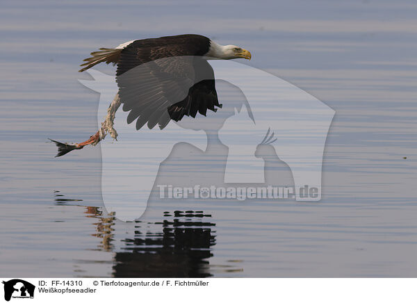Weikopfseeadler / American bald eagle / FF-14310