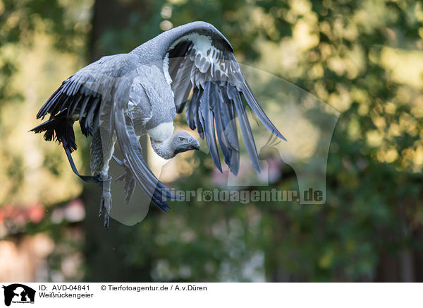 Weirckengeier / white-backed vulture / AVD-04841