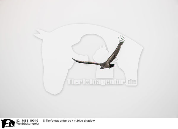 Weirckengeier / white-backed vulture / MBS-19016