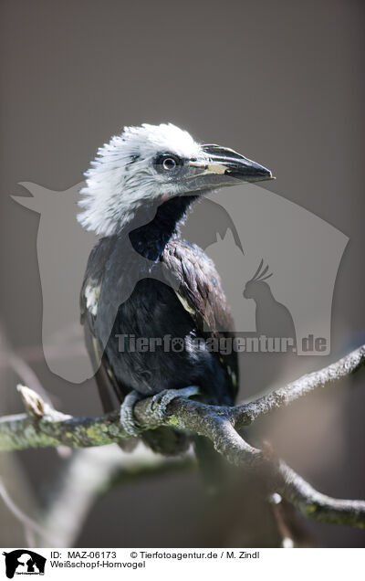 Weischopf-Hornvogel / African white-crested hornbill / MAZ-06173