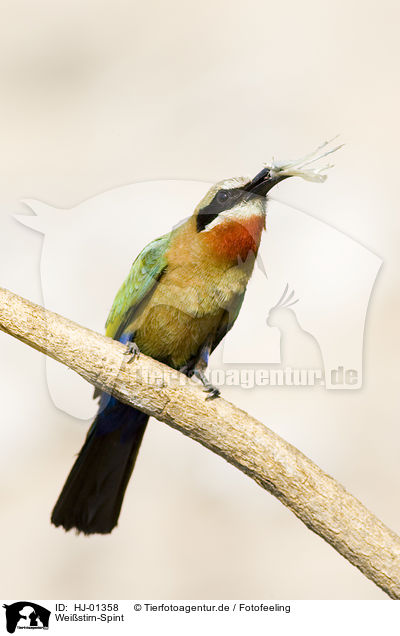Weistirn-Spint / White-fronted Bee-eater / HJ-01358
