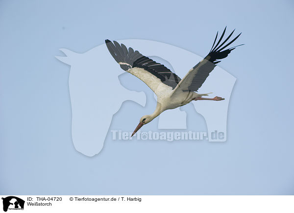 Weistorch / white stork / THA-04720
