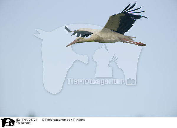 Weistorch / white stork / THA-04721