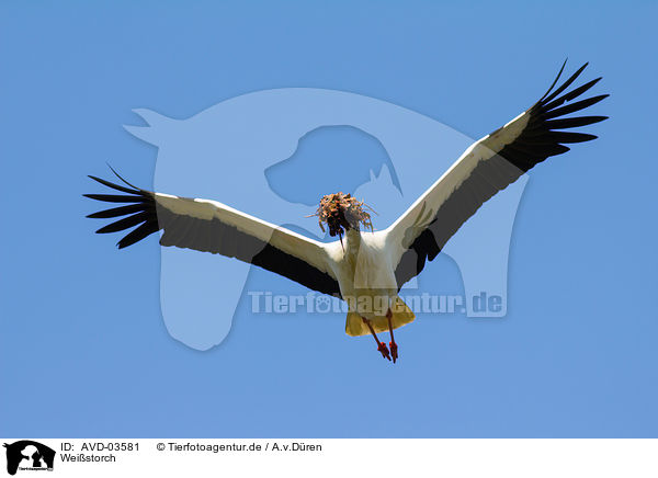 Weistorch / white storks / AVD-03581