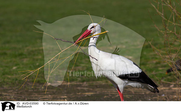 Weistorch / white stork / AVD-03590