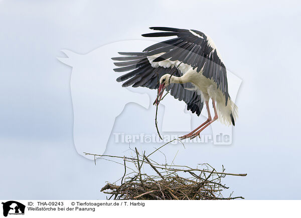 Weistrche bei der Paarung / mating white storks / THA-09243