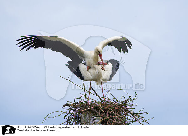 Weistrche bei der Paarung / mating white storks / THA-09244
