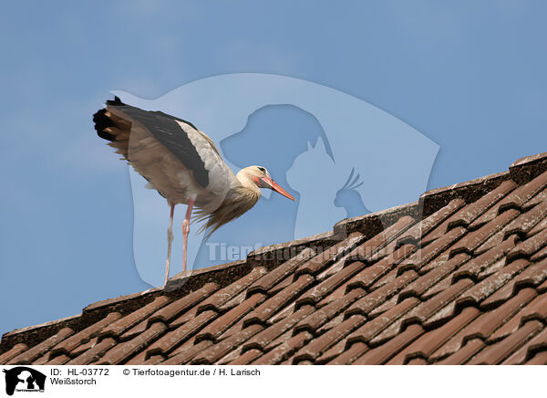 Weistorch / white stork / HL-03772