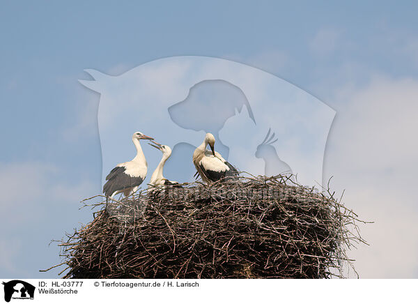 Weistrche / white storks / HL-03777