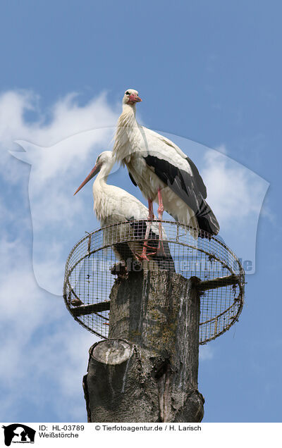 Weistrche / white storks / HL-03789