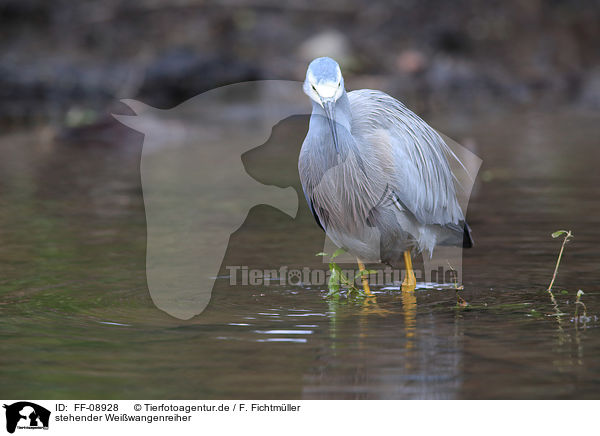 stehender Weiwangenreiher / standing White-faced Egret / FF-08928