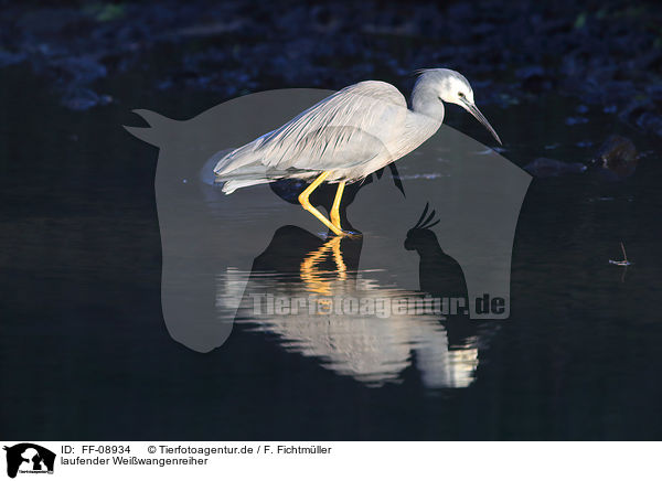 laufender Weiwangenreiher / walking White-faced Egret / FF-08934