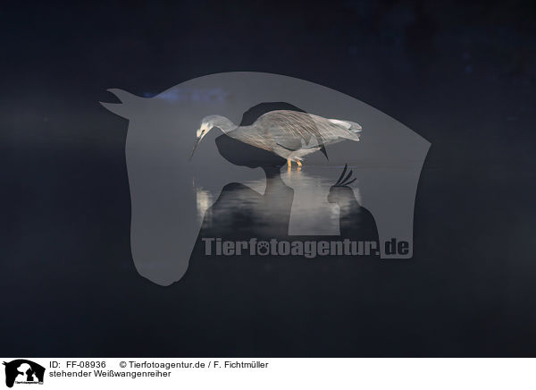 stehender Weiwangenreiher / standing White-faced Egret / FF-08936