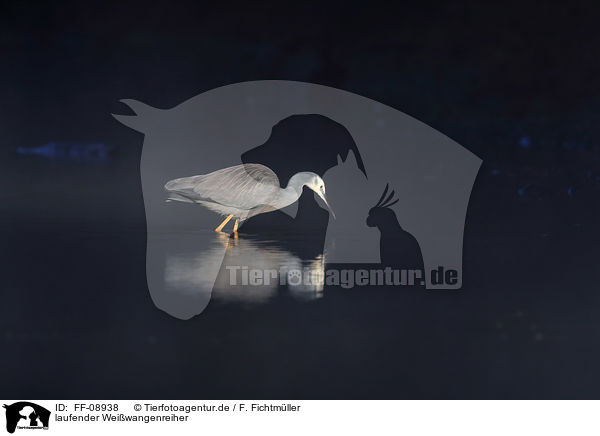 laufender Weiwangenreiher / walking White-faced Egret / FF-08938