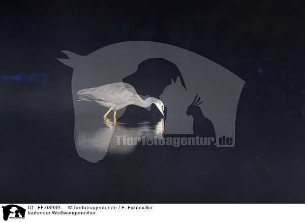 laufender Weiwangenreiher / walking White-faced Egret / FF-08939