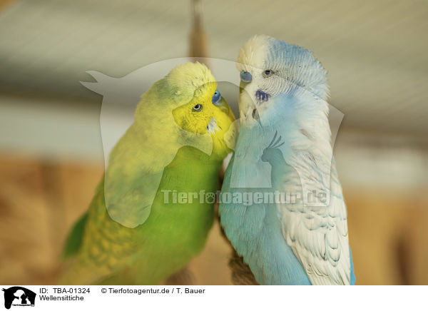 Wellensittiche / budgies / TBA-01324