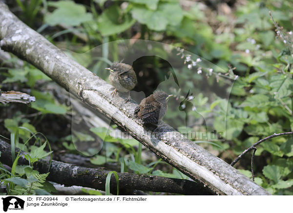 junge Zaunknige / young Eurasian Wrens / FF-09944