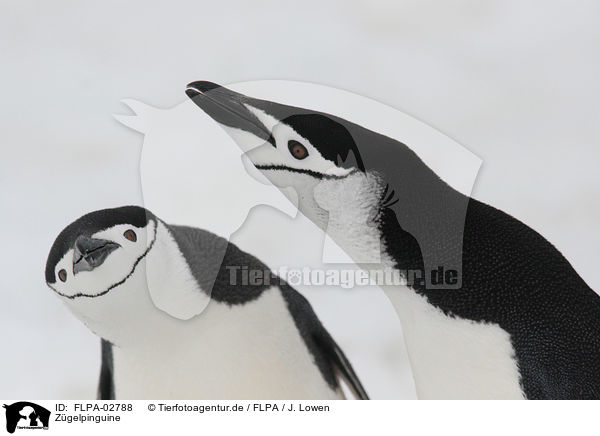 Zgelpinguine / chinstrap penguins / FLPA-02788