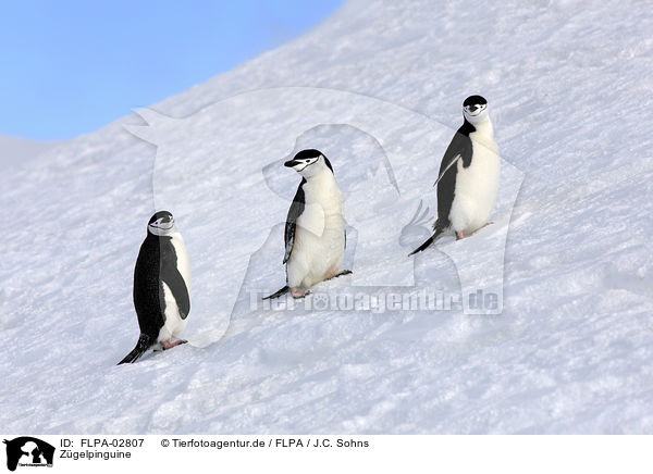 Zgelpinguine / chinstrap penguins / FLPA-02807