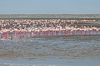 Zwergflamingos