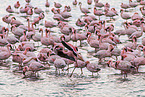 Zwergflamingos