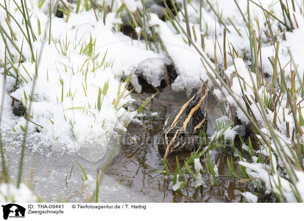 Zwergschnepfe / jack snipe / THA-09441