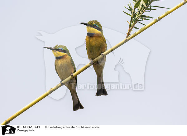 Zwergspinte / little bee-eaters / MBS-18741