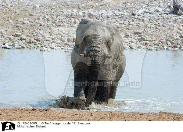 Afrikanischer Elefant / African elephant / RS-01005