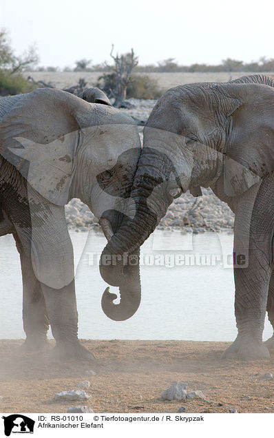 Afrikanischer Elefant / African elephant / RS-01010