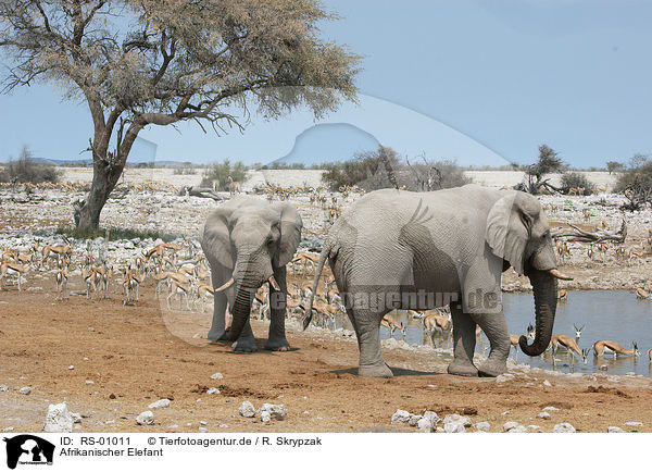 Afrikanischer Elefant / African elephant / RS-01011