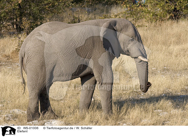 Elefant / elephant / WS-01006