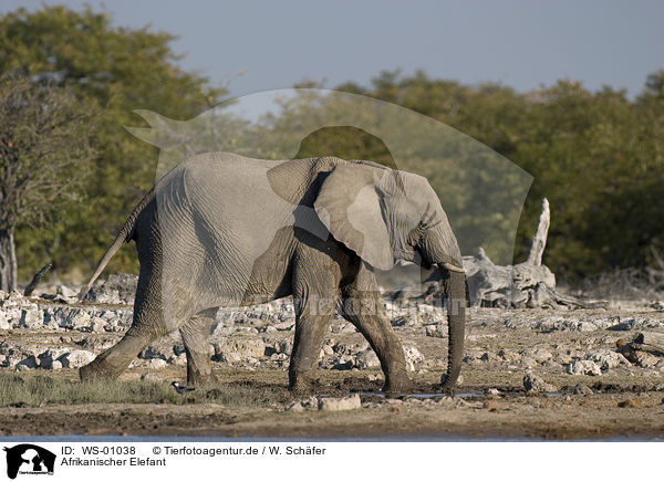 Afrikanischer Elefant / WS-01038