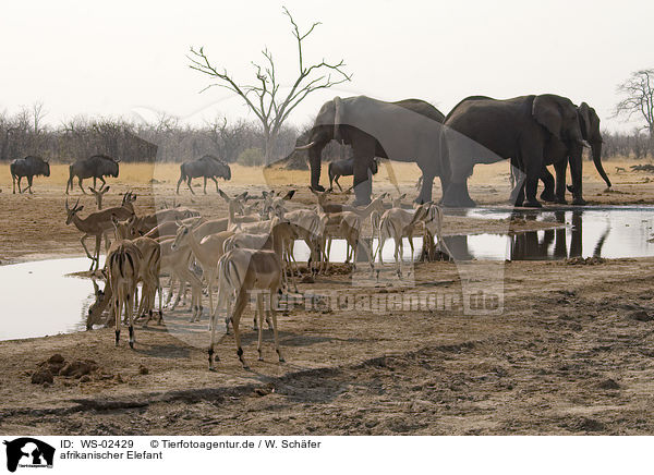 afrikanischer Elefant / WS-02429