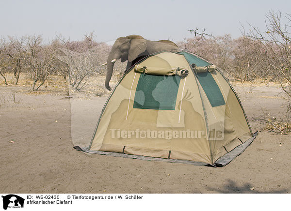 afrikanischer Elefant / african elephant / WS-02430