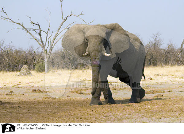 afrikanischer Elefant / african elephant / WS-02435