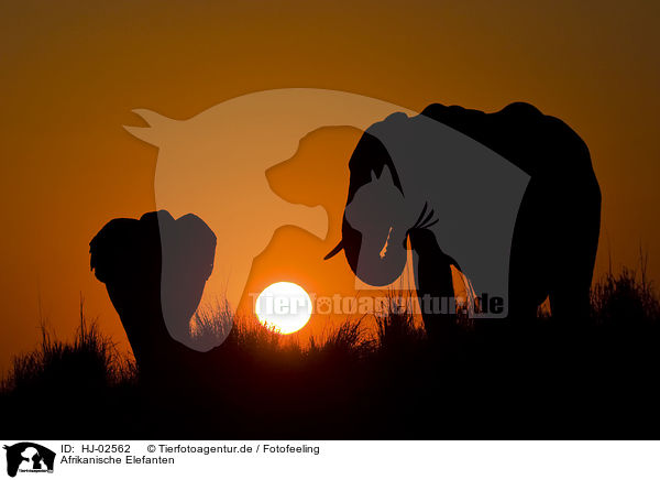 Afrikanische Elefanten / HJ-02562