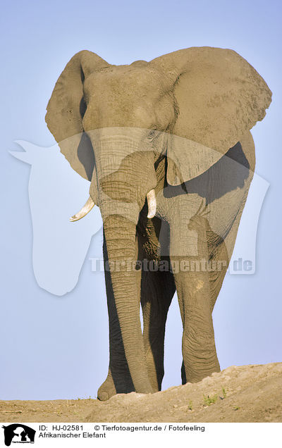 Afrikanischer Elefant / HJ-02581