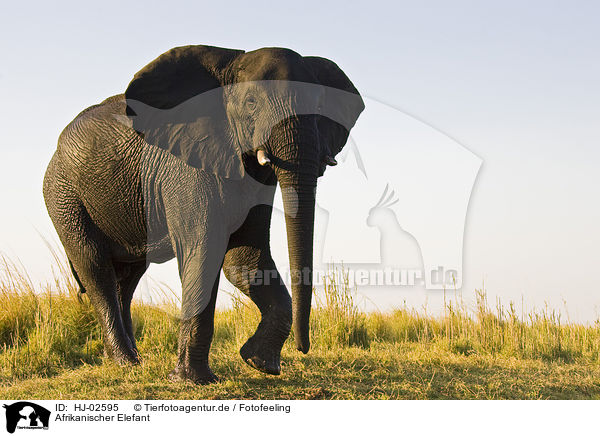Afrikanischer Elefant / HJ-02595