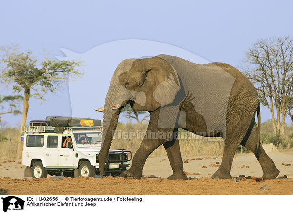 Afrikanischer Elefant und Jeep / HJ-02656