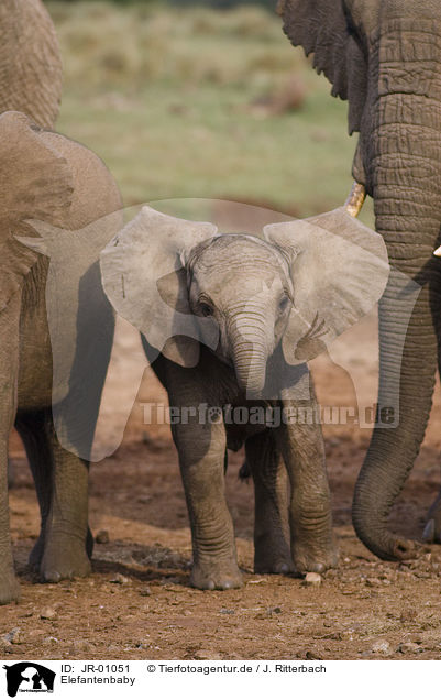 Elefantenbaby / African elephant baby / JR-01051