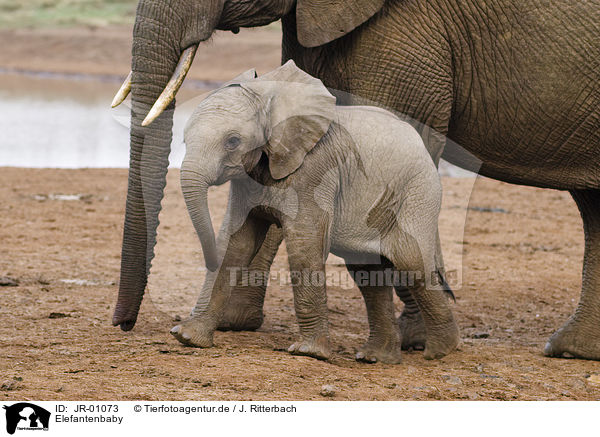 Elefantenbaby / African elephant baby / JR-01073