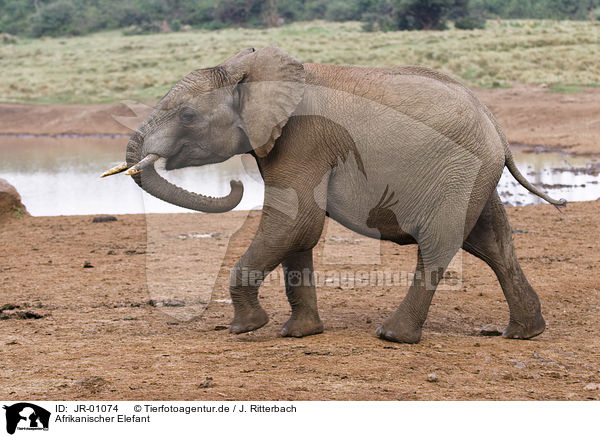 Afrikanischer Elefant / African elephant / JR-01074