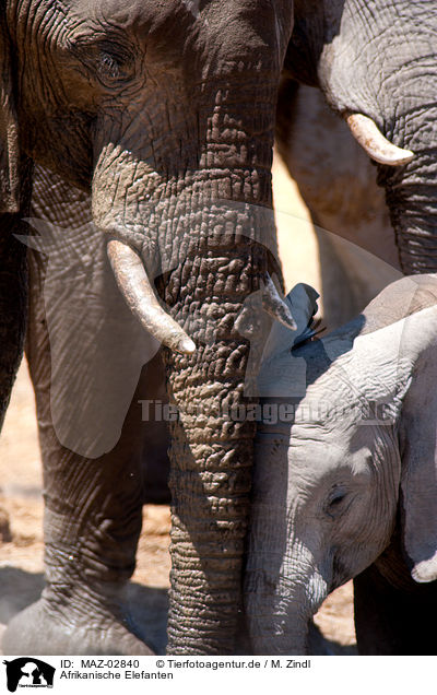 Afrikanische Elefanten / MAZ-02840