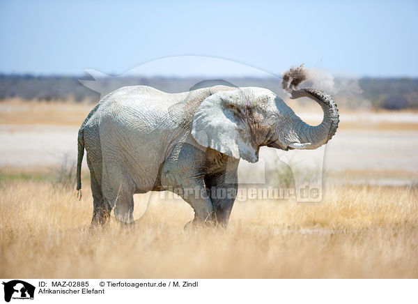 Afrikanischer Elefant / MAZ-02885