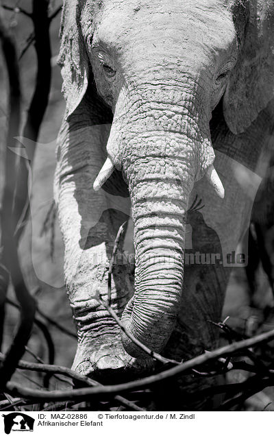 Afrikanischer Elefant / MAZ-02886
