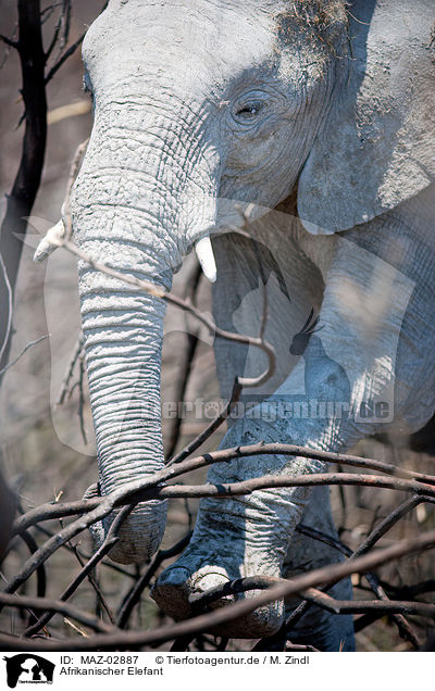 Afrikanischer Elefant / MAZ-02887