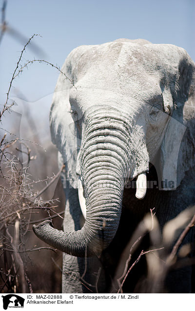 Afrikanischer Elefant / MAZ-02888