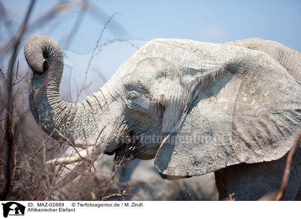 Afrikanischer Elefant / MAZ-02889