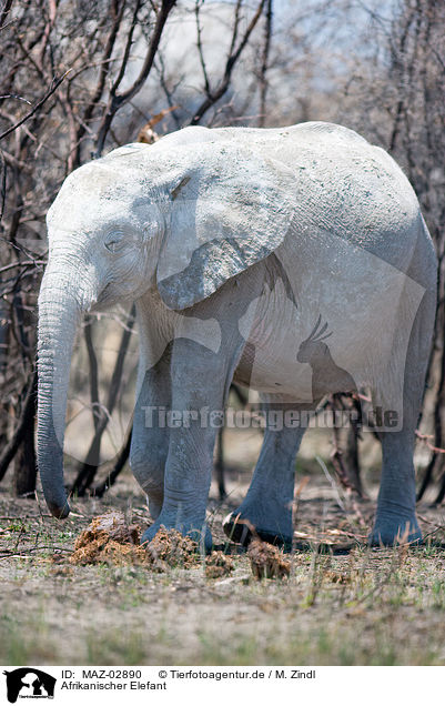 Afrikanischer Elefant / MAZ-02890