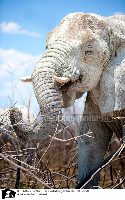 Afrikanischer Elefant / MAZ-02894